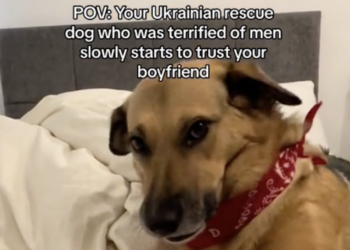 rescued dog in a TikTok video